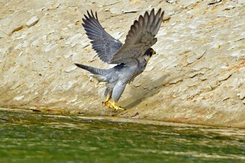 ハヤブサ 青葉城公園 2023年5月20日(土)