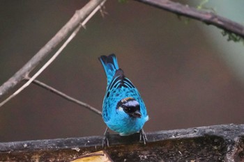 キンエリフウキンチョウ Mindo(Ecuador) 2023年5月19日(金)