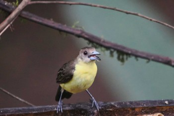 Yellow-backed Tanager