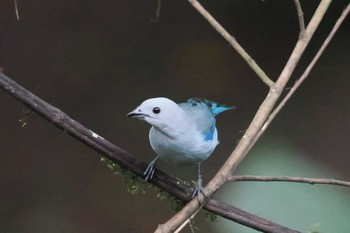 Blue-grey Tanager Mindo(Ecuador) Fri, 5/19/2023