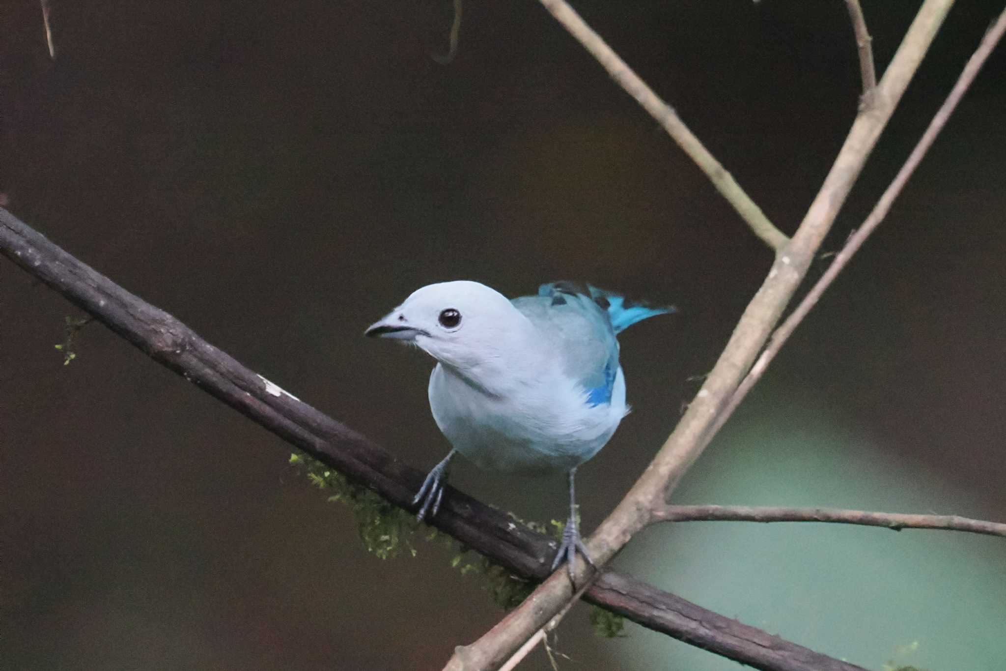 Photo of Blue-grey Tanager at Mindo(Ecuador) by 藤原奏冥