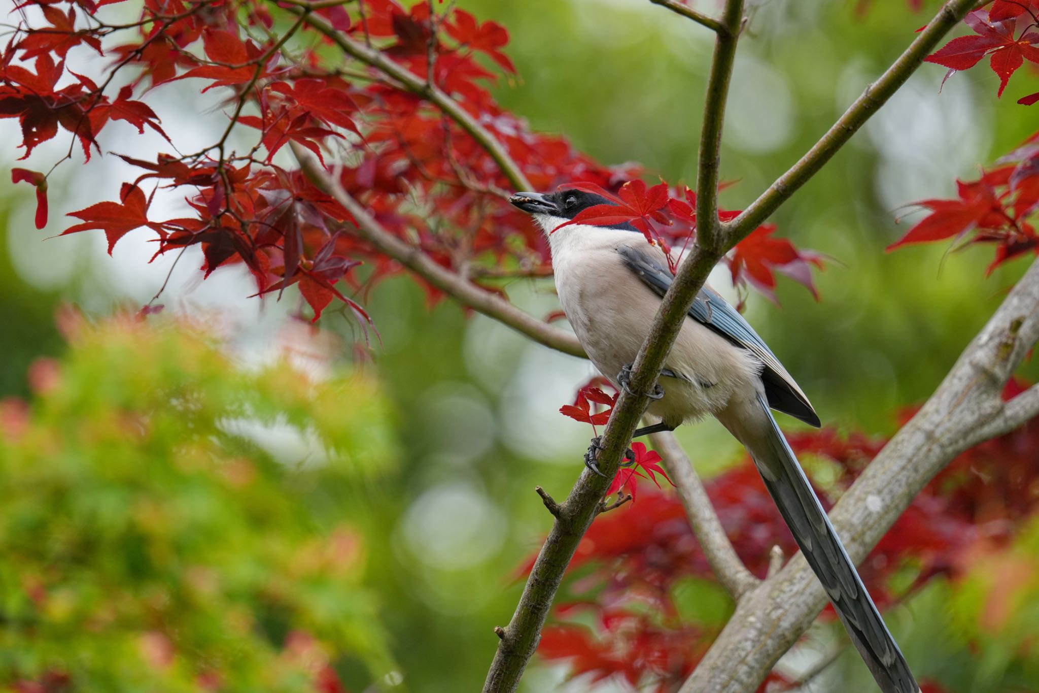 水元公園 オナガの写真