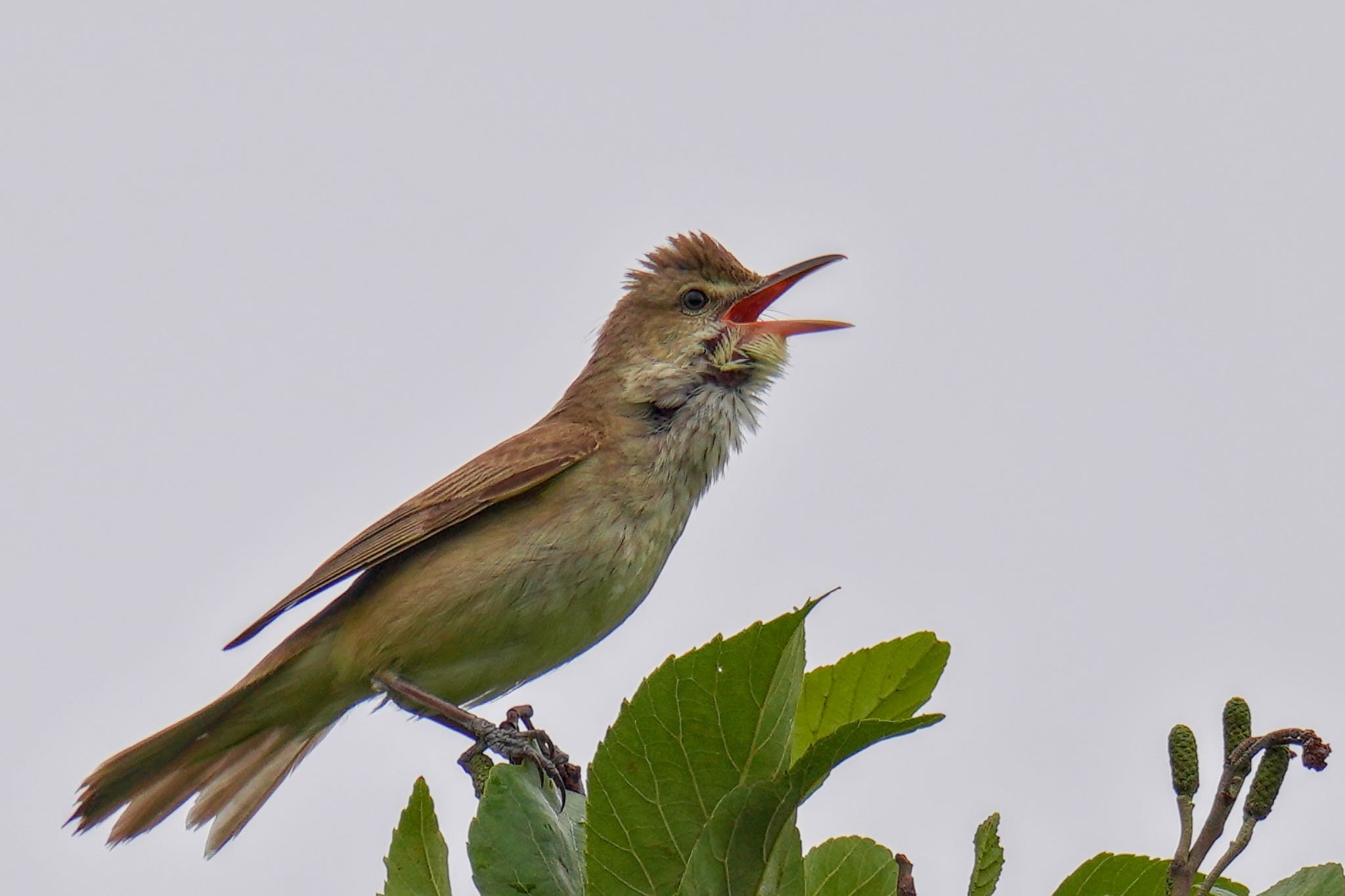 Oriental Reed Warbler