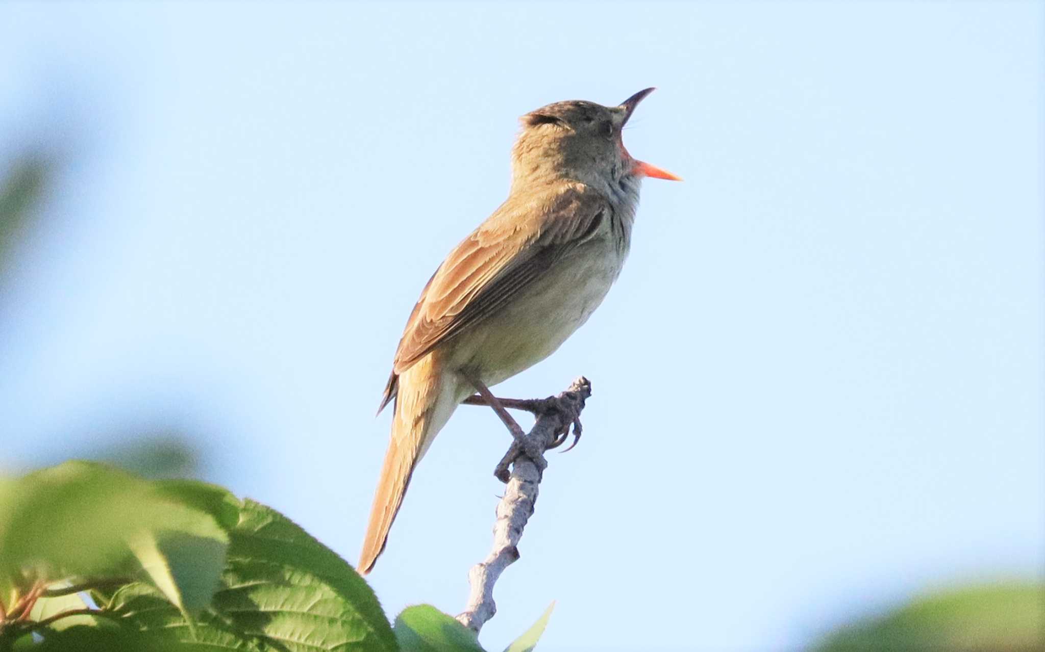 オオヨシキリ