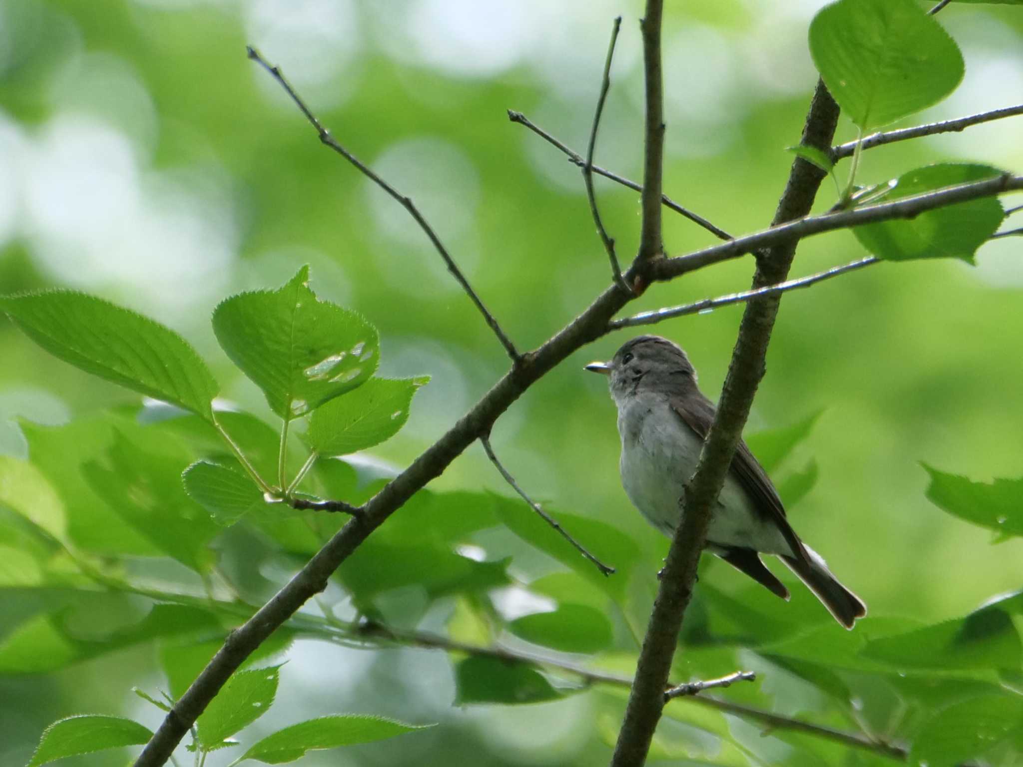 キビタキを撮っていたら、近くに居ました、キビタキかな？