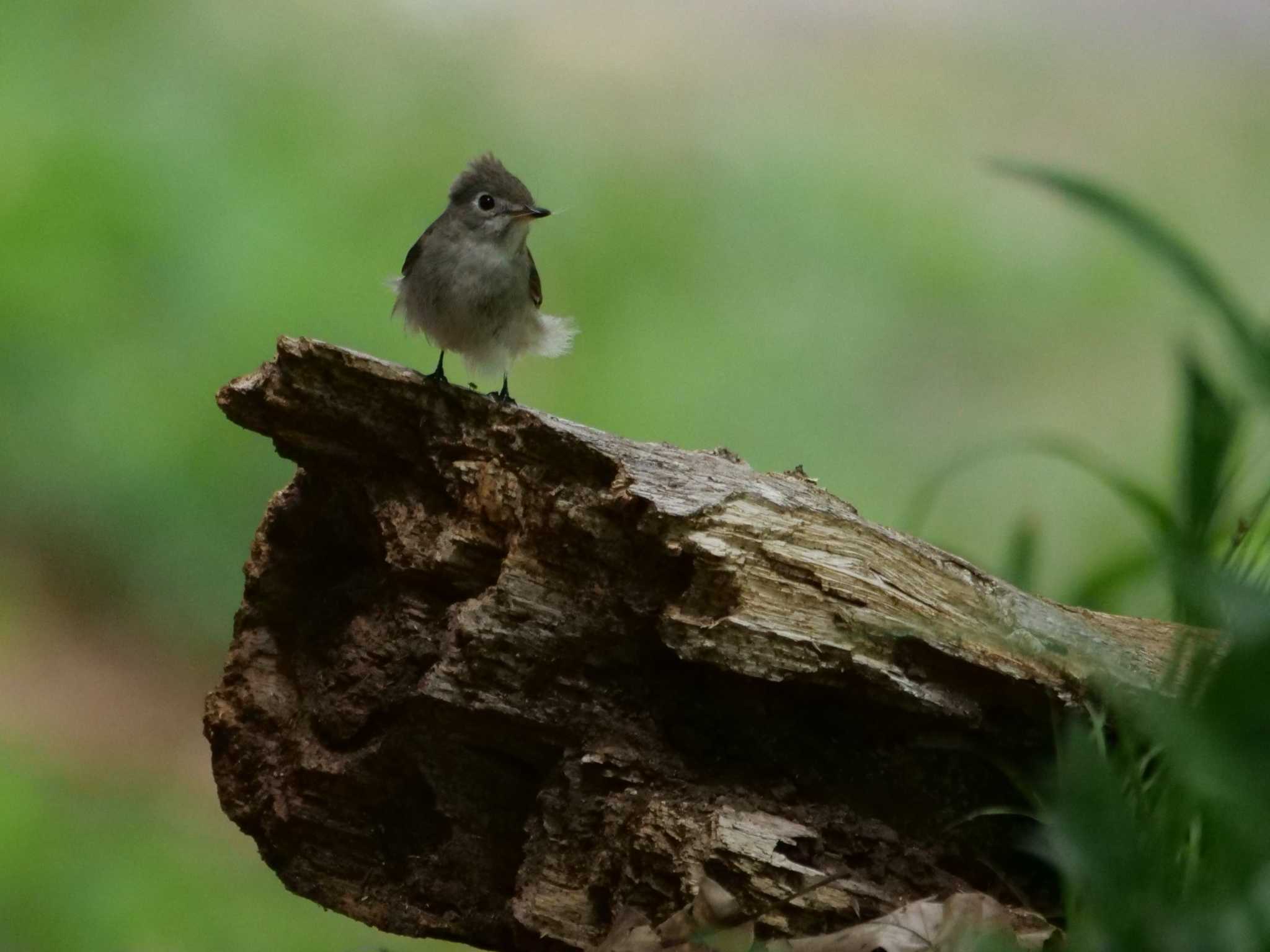 秩父 コサメビタキの写真 by little birds