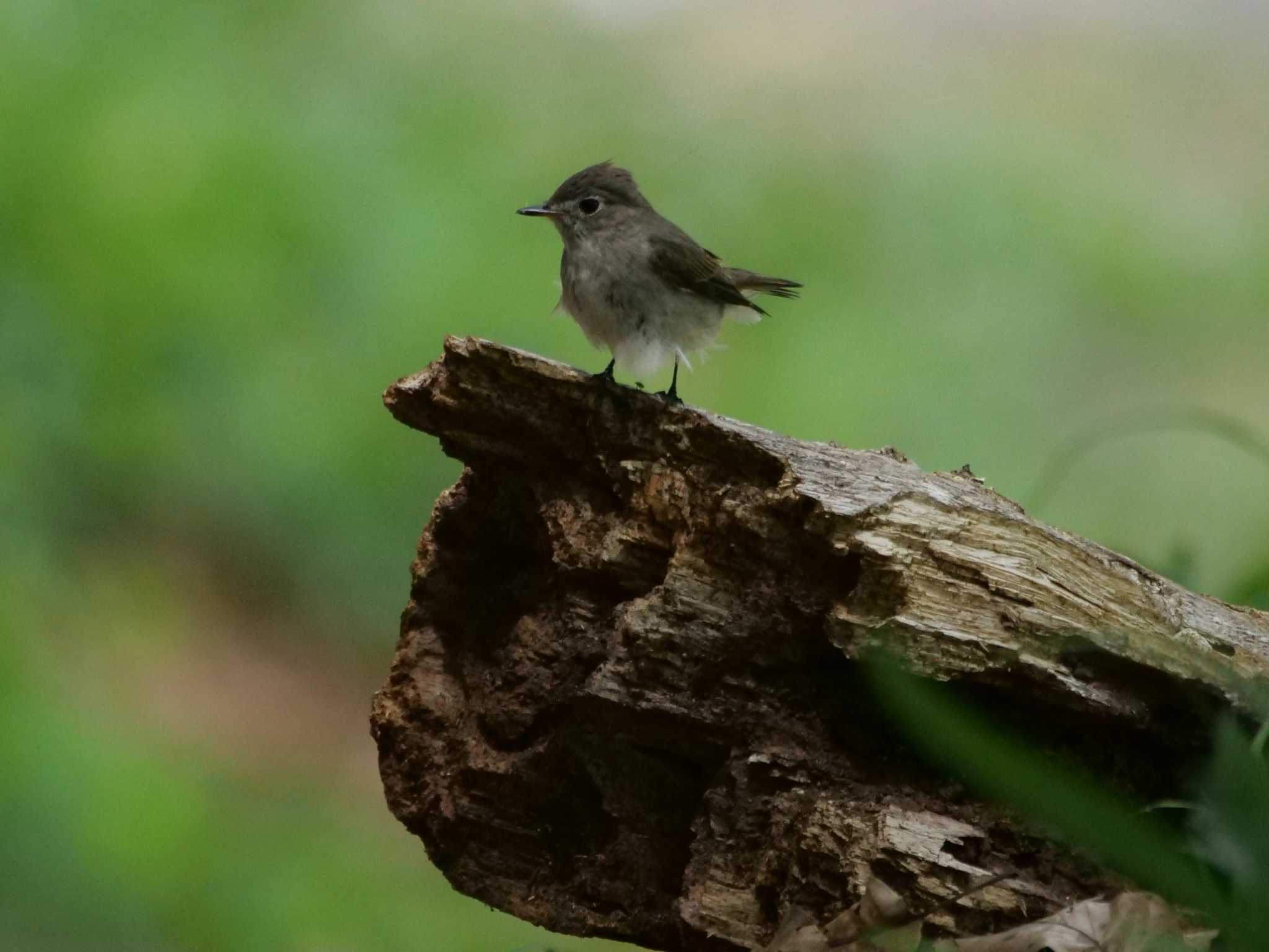 コサメビタキ2態と。　そして突風が・・ by little birds