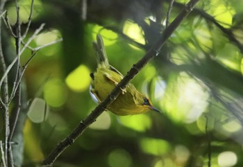 キガシラモリチメドリ Tam Dao National Park 2023年5月5日(金)