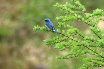 Sat, 5/20/2023 Birding report at Yanagisawa Pass