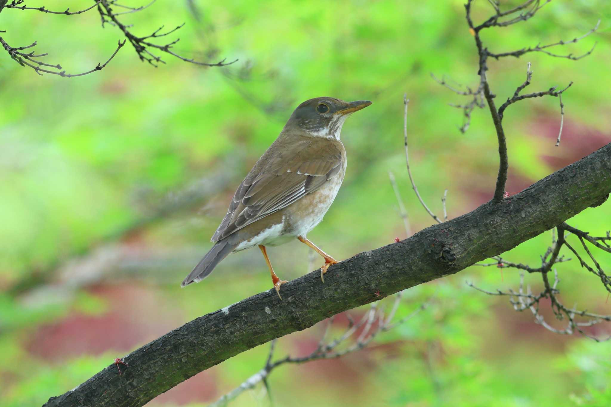 大阪城公園のシロハラ