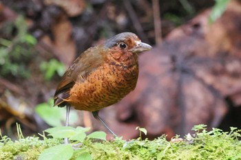 Giant Antpitta