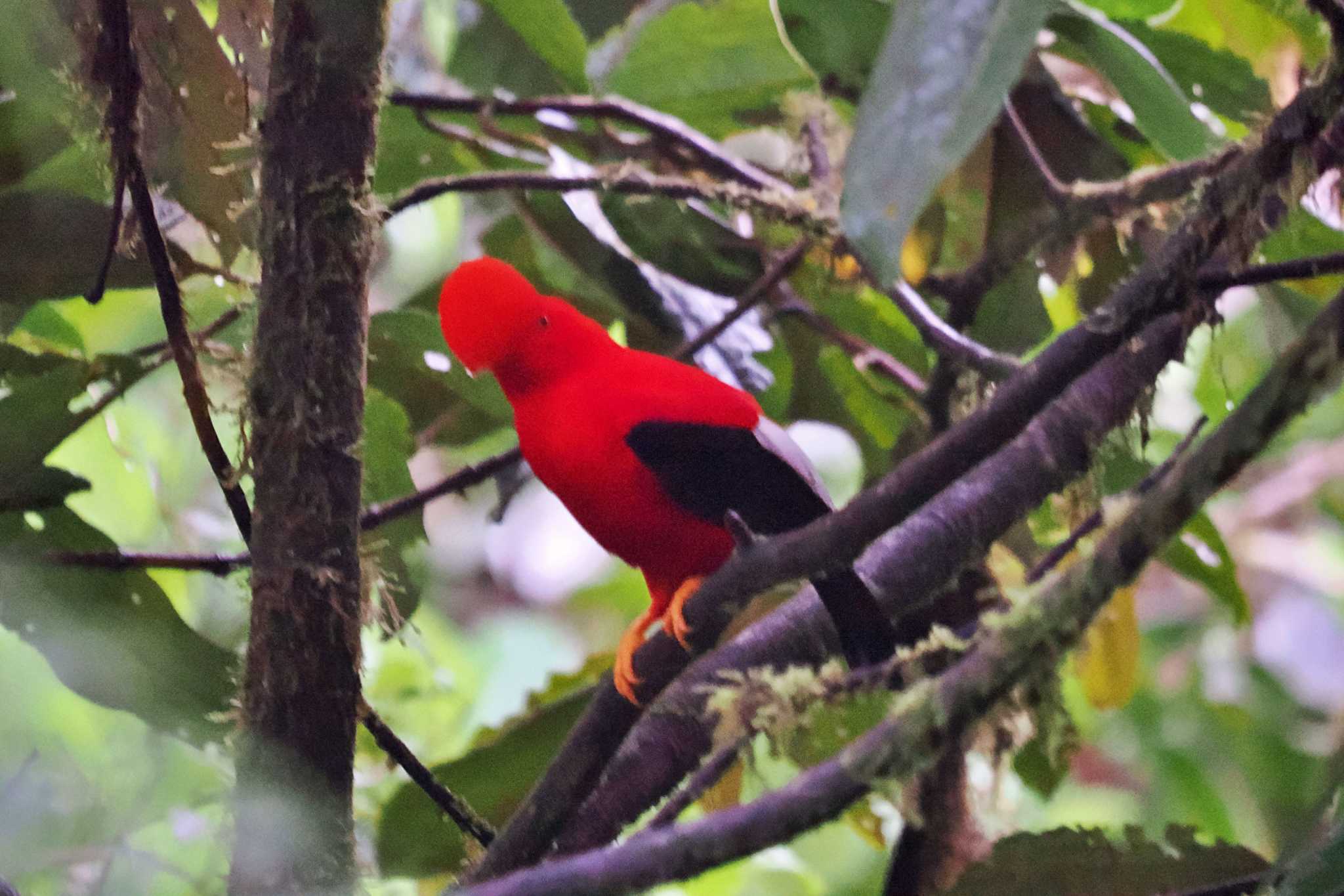 Mindo(Ecuador) アンデスイワドリの写真