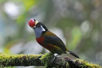 オオハシゴシキドリ Mindo(Ecuador) 2023年5月20日(土)