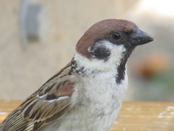Eurasian Tree Sparrow 大阪市 長居植物園 Sun, 7/1/2018