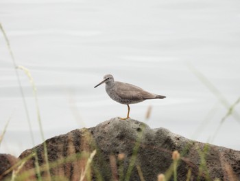 Grey-tailed Tattler 大井ふ頭中央海浜公園(なぎさの森) Sun, 5/21/2023