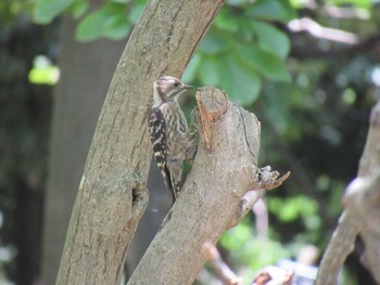 Japanese Pygmy Woodpecker 大阪市 長居植物園 Sun, 7/1/2018