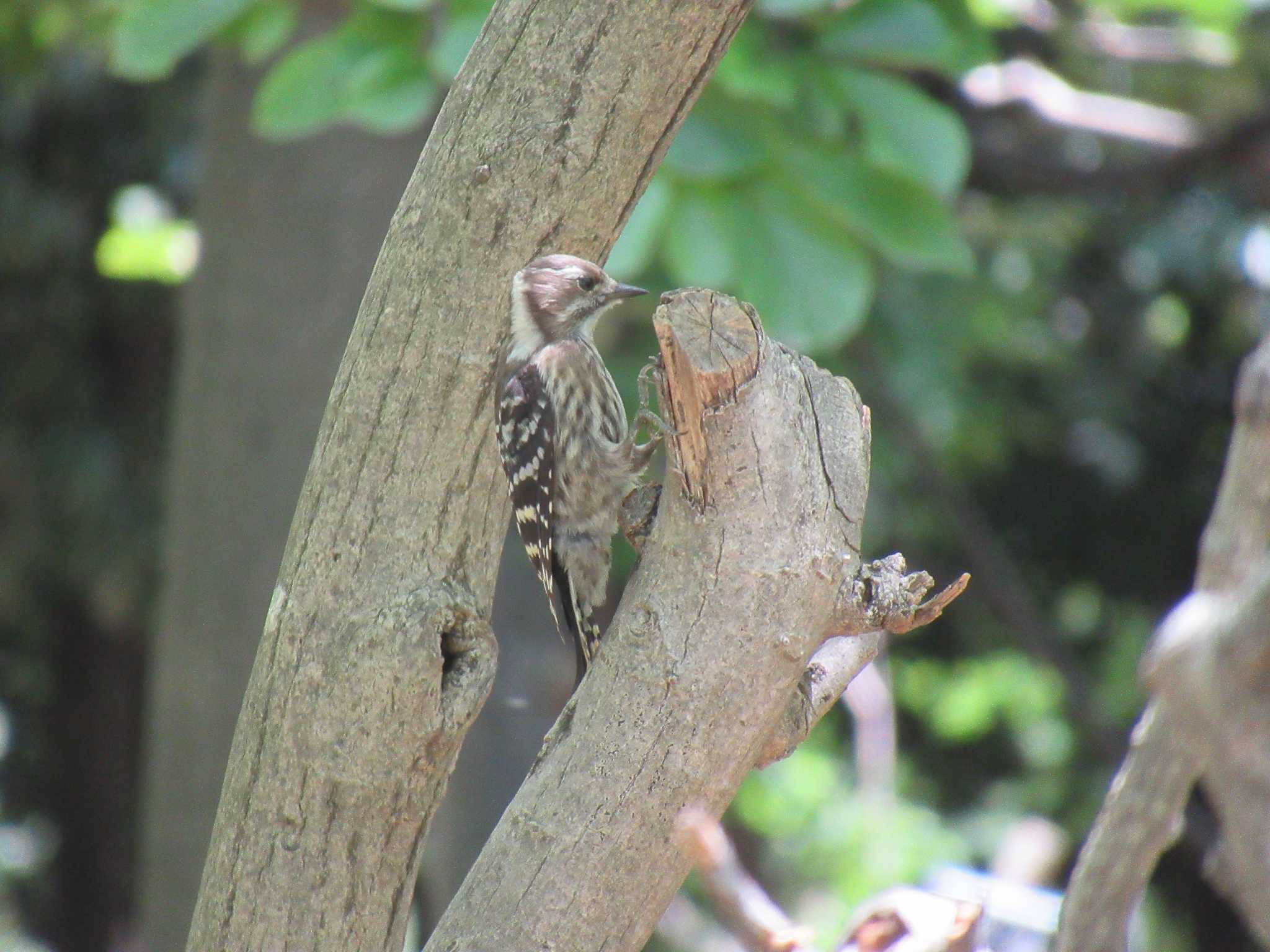 Photo of Japanese Pygmy Woodpecker at 大阪市 長居植物園 by sippo inuno