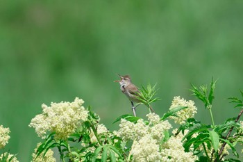 Oriental Reed Warbler 厚別川河畔林 Sat, 5/20/2023