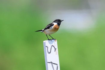 Amur Stonechat 厚別川河畔林 Sat, 5/20/2023