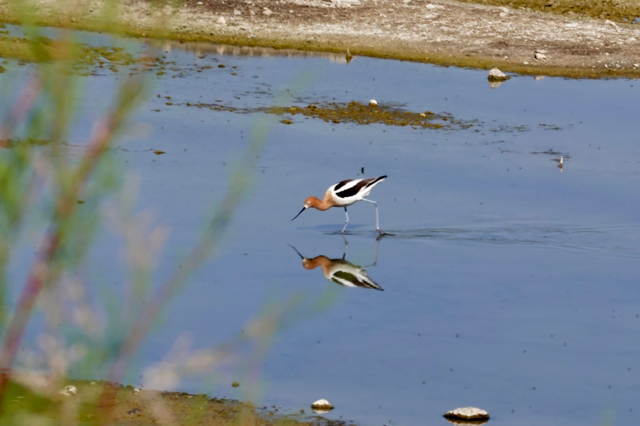 Henderson Bird Viewing Preserve アメリカソリハシセイタカシギの写真 by speedgame