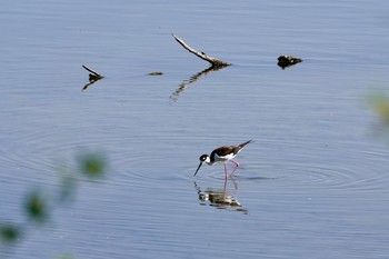 Black-necked Stilt Henderson Bird Viewing Preserve Tue, 5/9/2023
