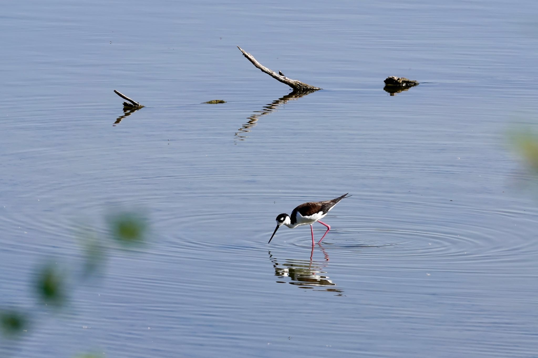 Henderson Bird Viewing Preserve クロエリセイタカシギの写真 by speedgame