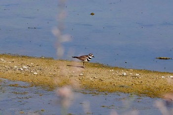 フタオビチドリ Henderson Bird Viewing Preserve 2023年5月9日(火)