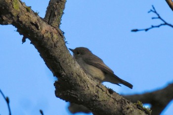 Asian Brown Flycatcher Togakushi Forest Botanical Garden Thu, 5/18/2023