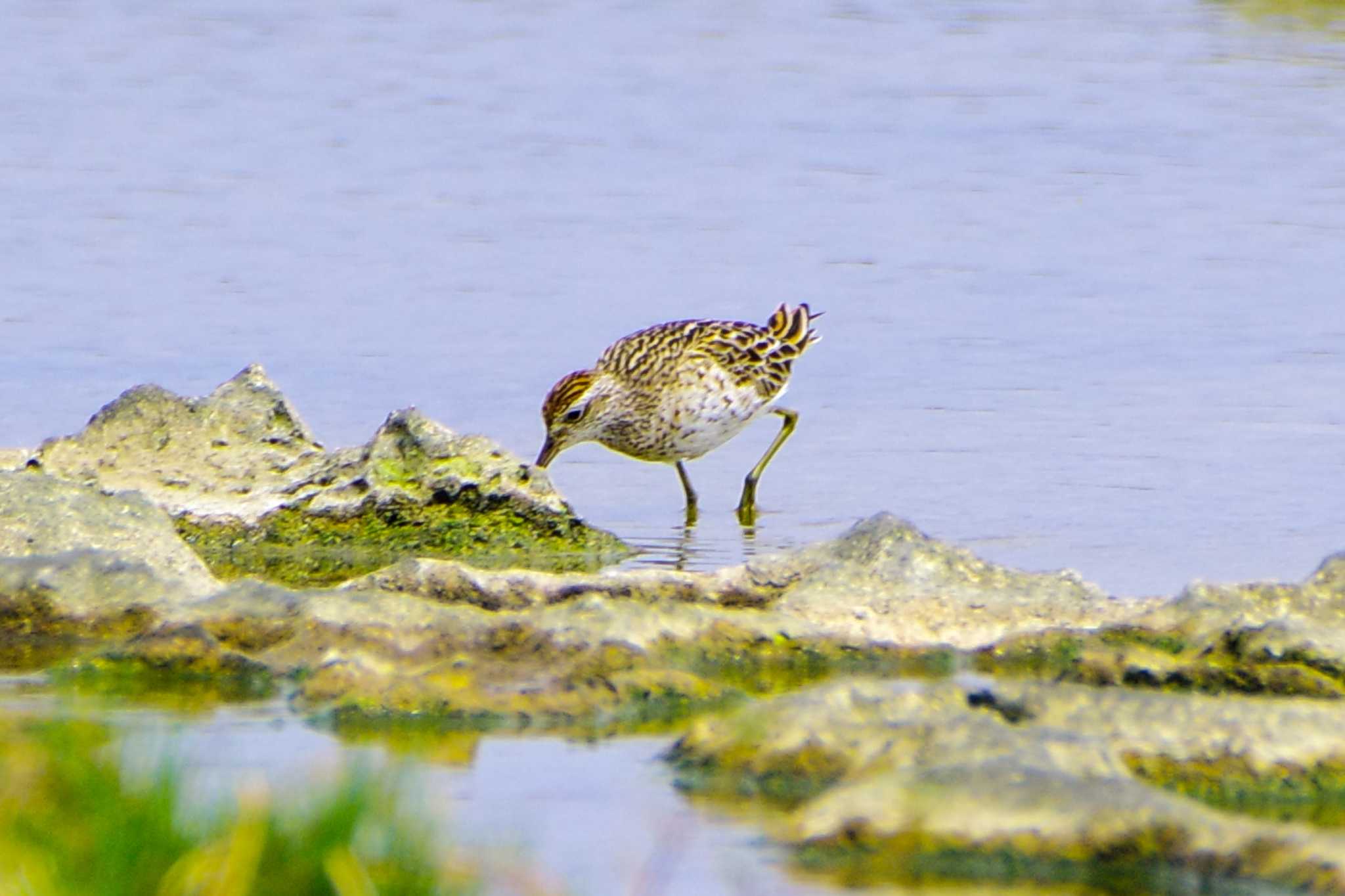 Sharp-tailed Sandpiper