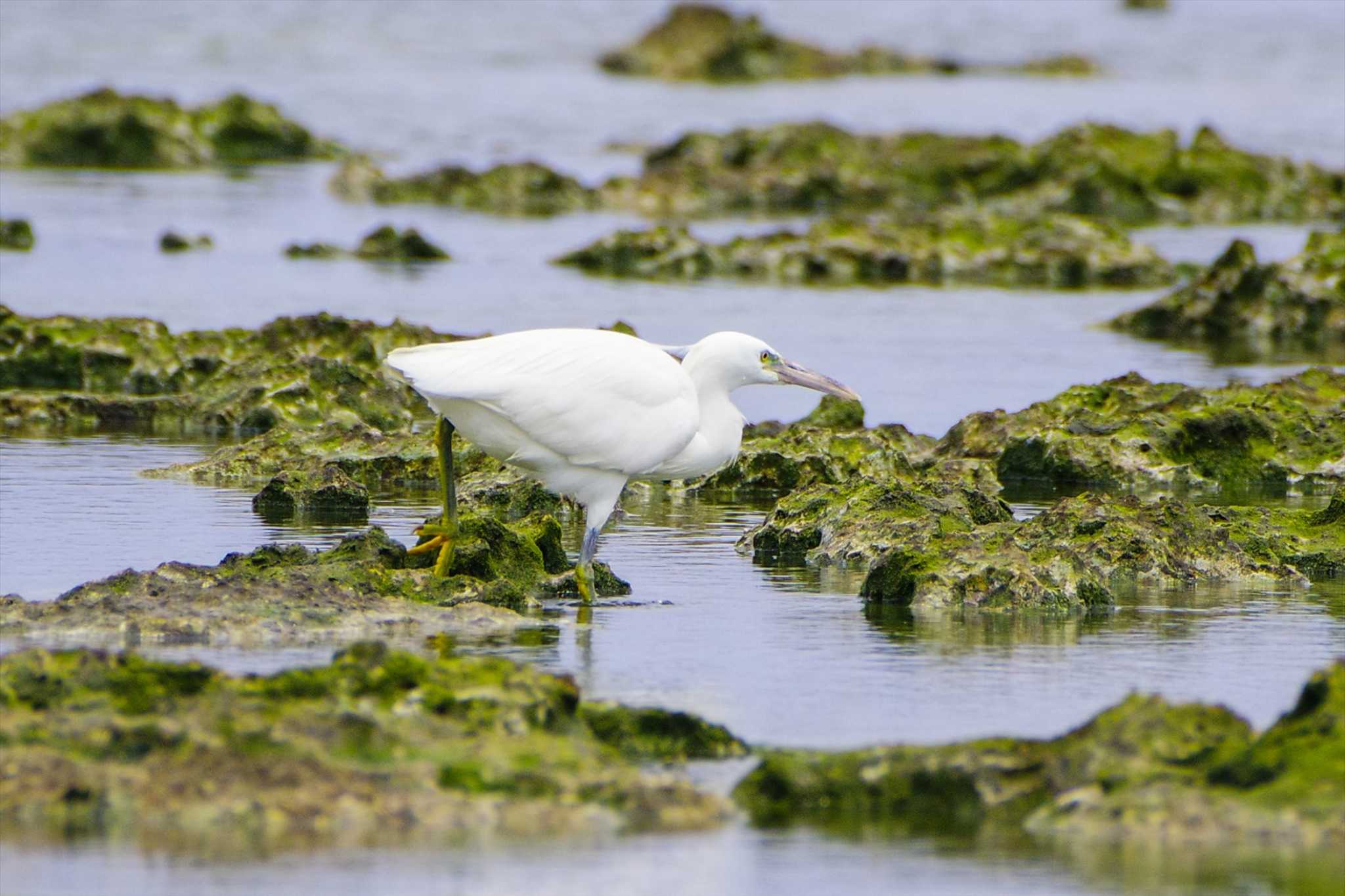 Photo of Pacific Reef Heron at 米須海岸 by BW11558