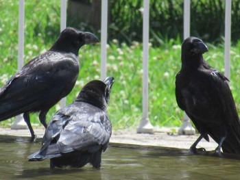 Large-billed Crow 大阪市 長居植物園 Sun, 7/1/2018