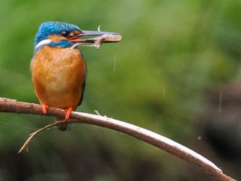 2023年5月21日(日) 福井緑地(札幌市西区)の野鳥観察記録