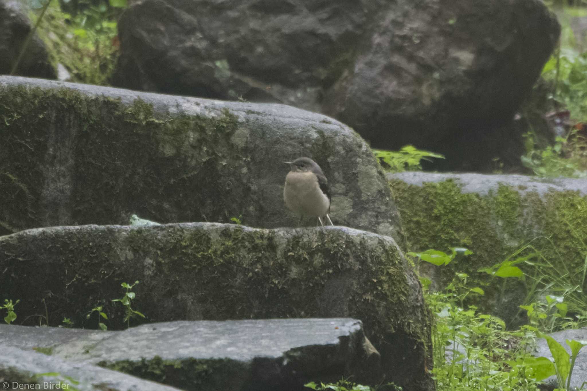 檜原都民の森 キセキレイの写真 by 田園Birder