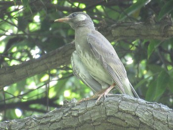 White-cheeked Starling 大阪市 長居植物園 Sun, 7/1/2018