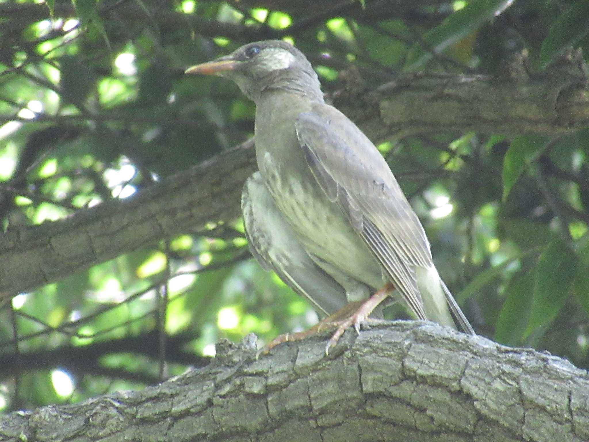 Photo of White-cheeked Starling at 大阪市 長居植物園 by sippo inuno