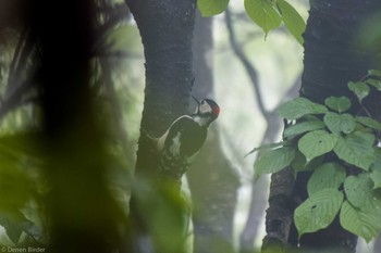 2023年5月20日(土) 三頭山の野鳥観察記録