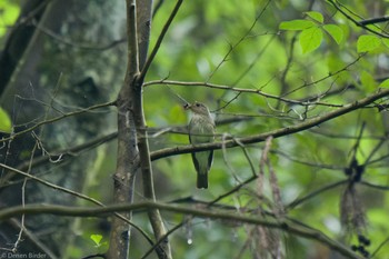 2023年5月20日(土) 横沢入の野鳥観察記録