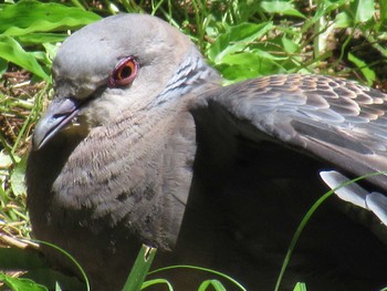 Oriental Turtle Dove 大阪市 長居植物園 Sun, 7/1/2018