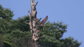 クマタカ 丹沢湖・世附川 2015年7月26日(日)