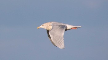 シロカモメ 春国岱原生野鳥公園(根室) 2015年12月30日(水)