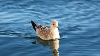 Common Gull 花咲港(根室) Wed, 12/30/2015