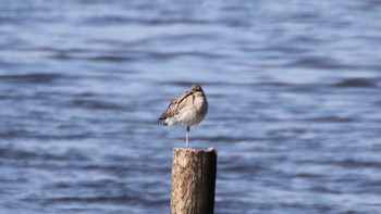 ダイシャクシギ 葛西臨海公園 2016年2月11日(木)