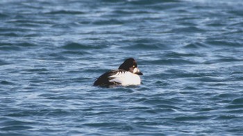 Common Goldeneye 花咲港(根室) Wed, 12/30/2015