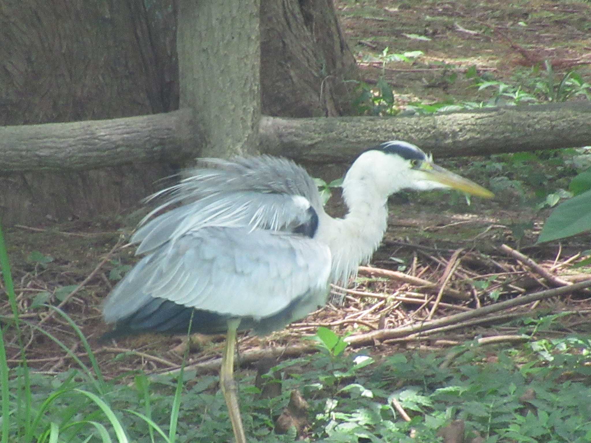 Photo of Grey Heron at 大阪市 長居植物園 by sippo inuno