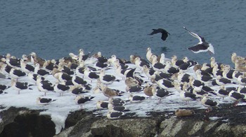 Slaty-backed Gull 小樽港 Sat, 1/2/2016