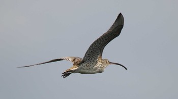 ダイシャクシギ ふなばし三番瀬海浜公園 2016年3月21日(月)