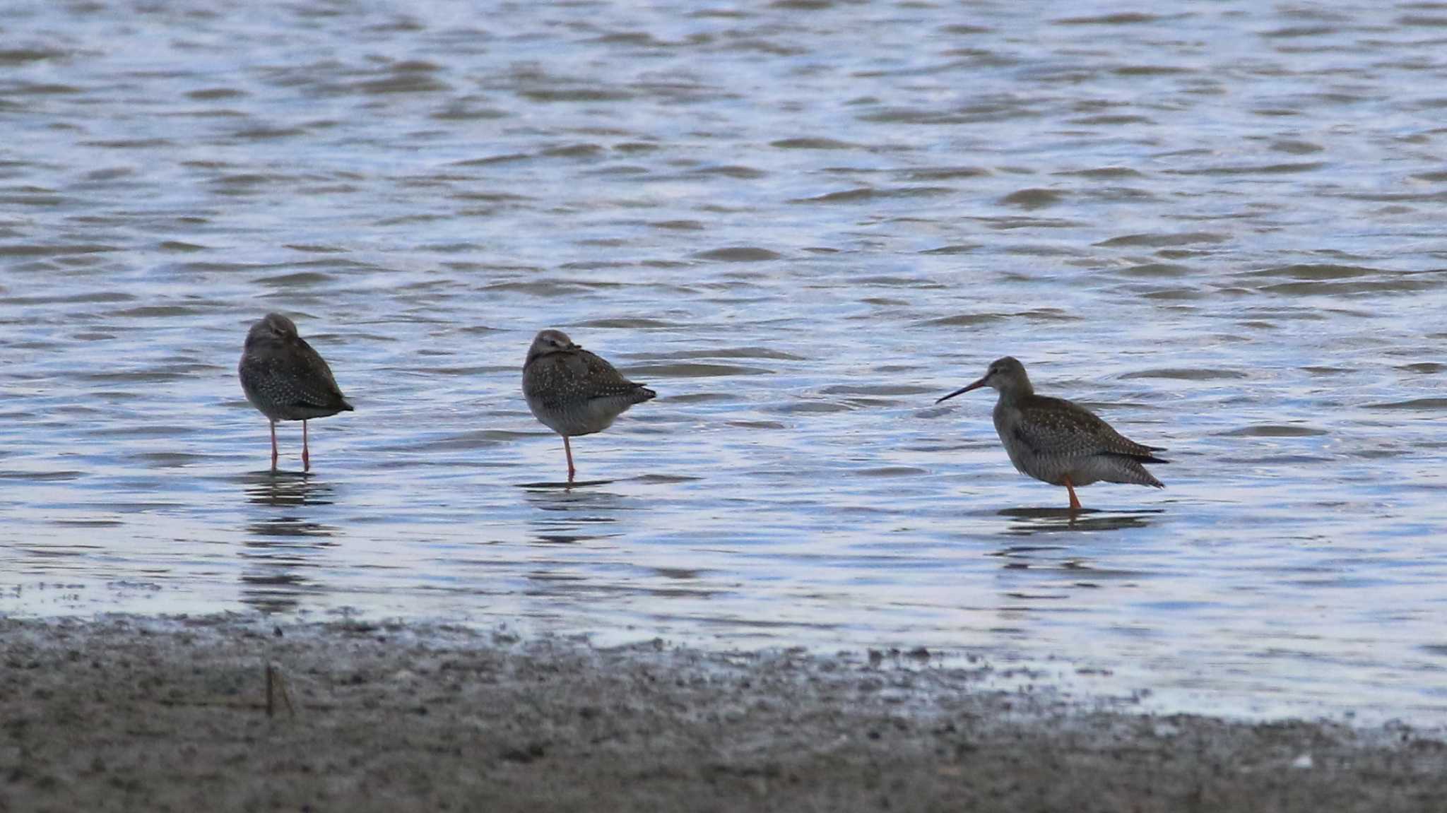 伊佐沼公園 ツルシギの写真 by k honma