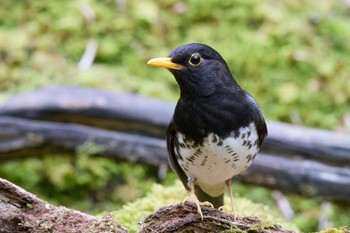 クロツグミ 群馬県 2023年5月13日(土)