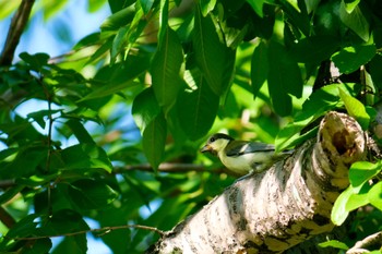 シジュウカラ 於大公園 2023年5月20日(土)