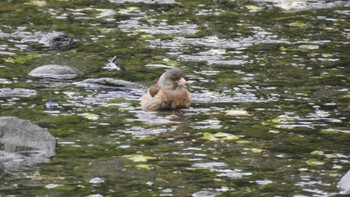 カワラヒワ 小網代の森 2023年5月21日(日)